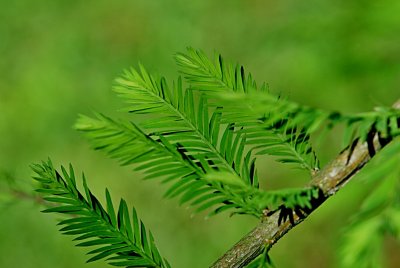 Taxodium distichum 'Cascade Falls' - tisovec dvouřadý - jarní listy (jehlice)